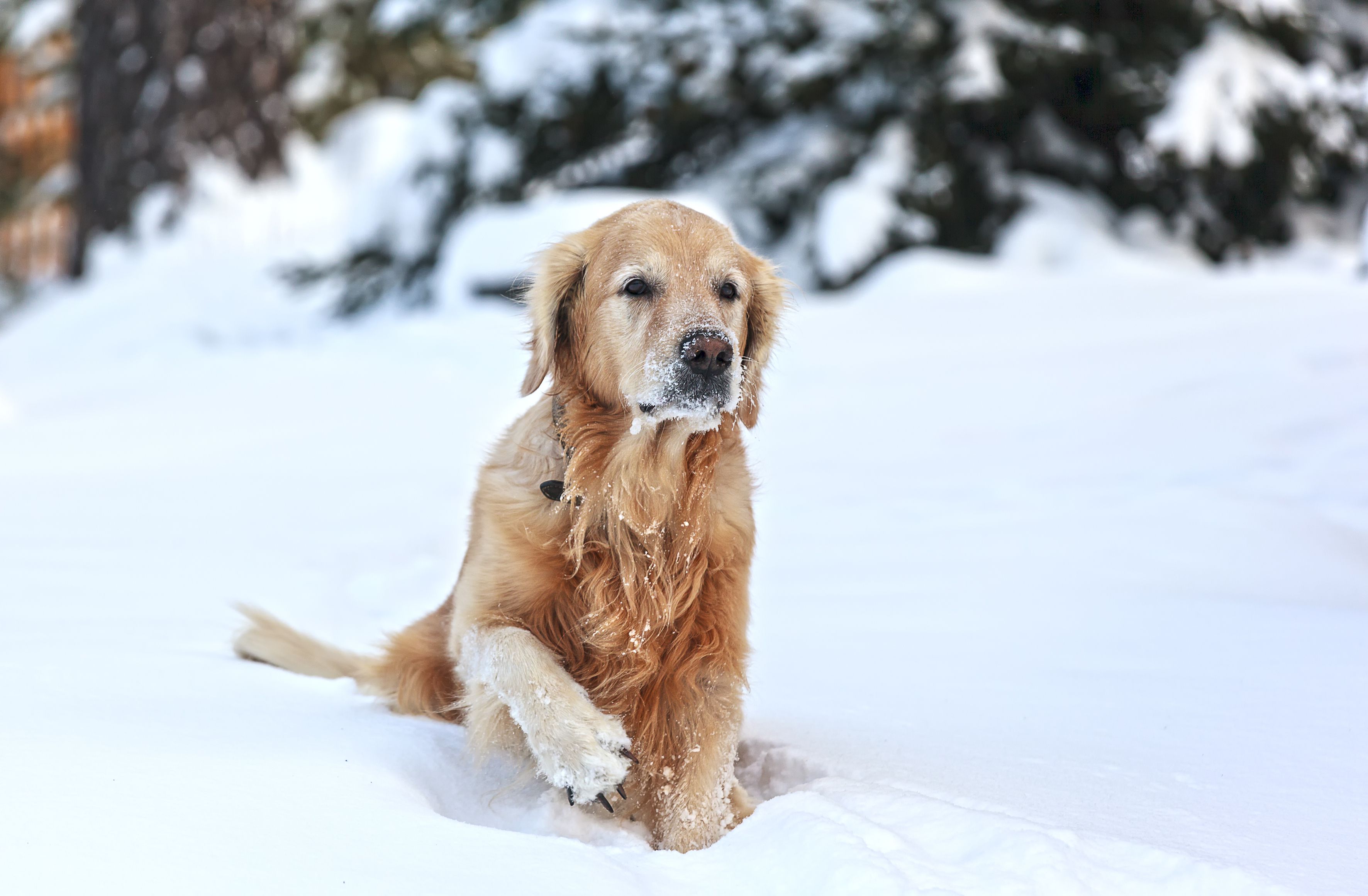 the Golden Retriever in snow