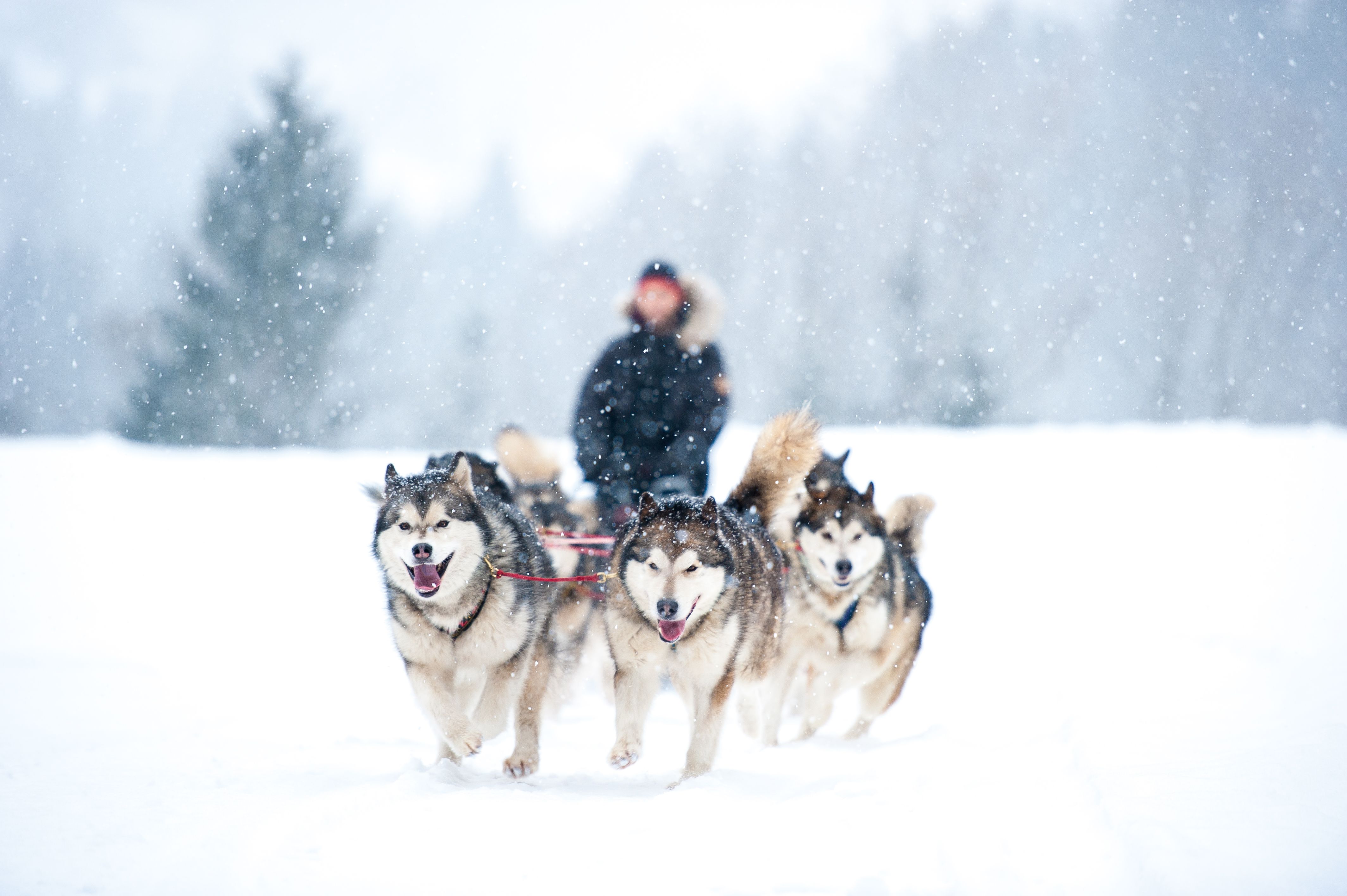 Siberian Huskies pulling dogsled in snow.