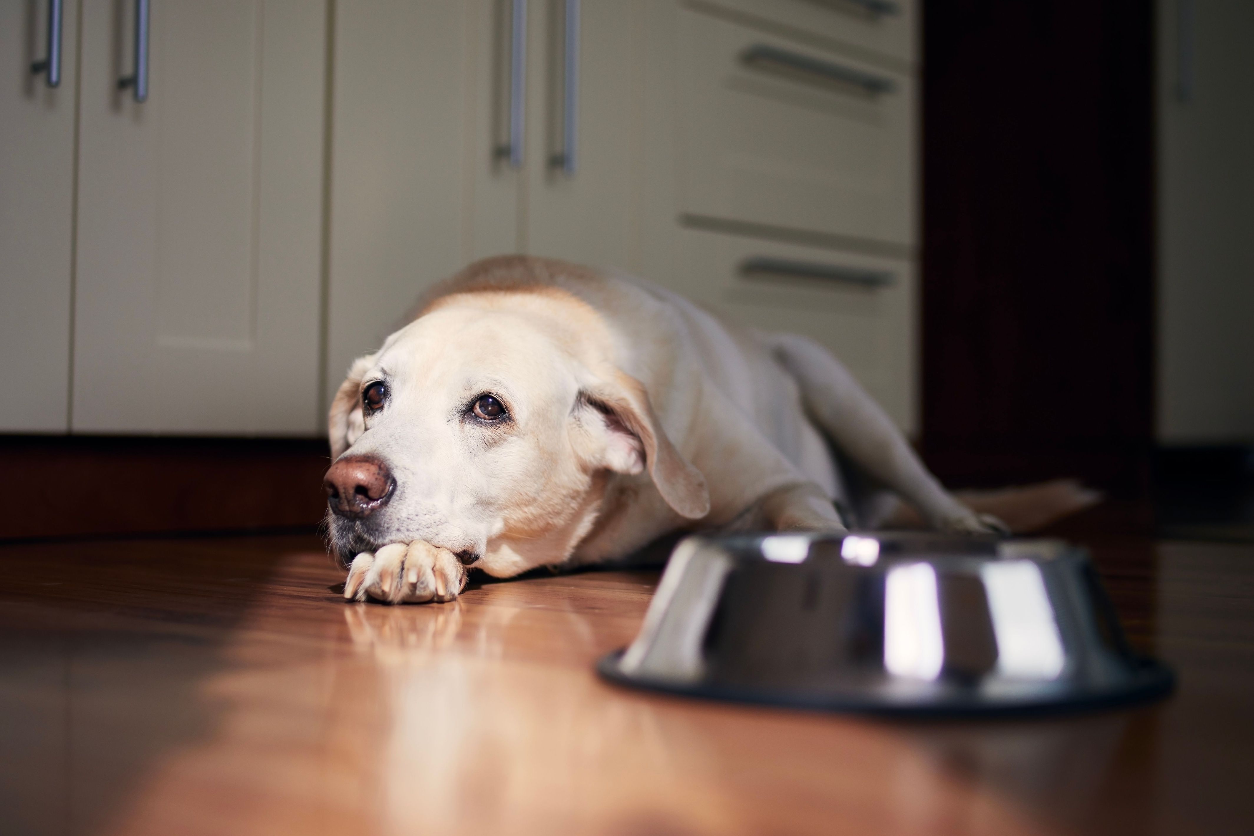 dog laying near bowl