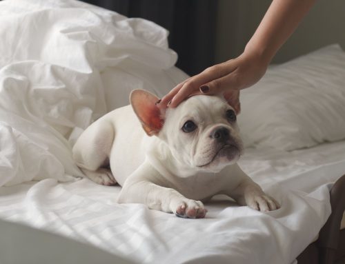 Do Dogs Enjoy Head Pats? The Best Way to Pet Your Dog