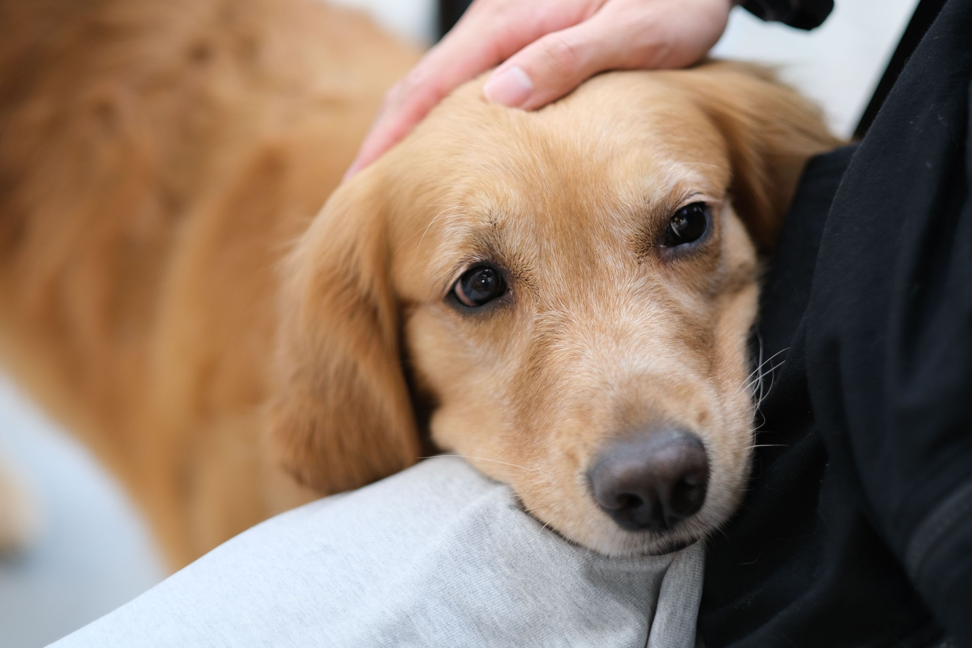 Golden Retriever dog putting head on owner's lap.