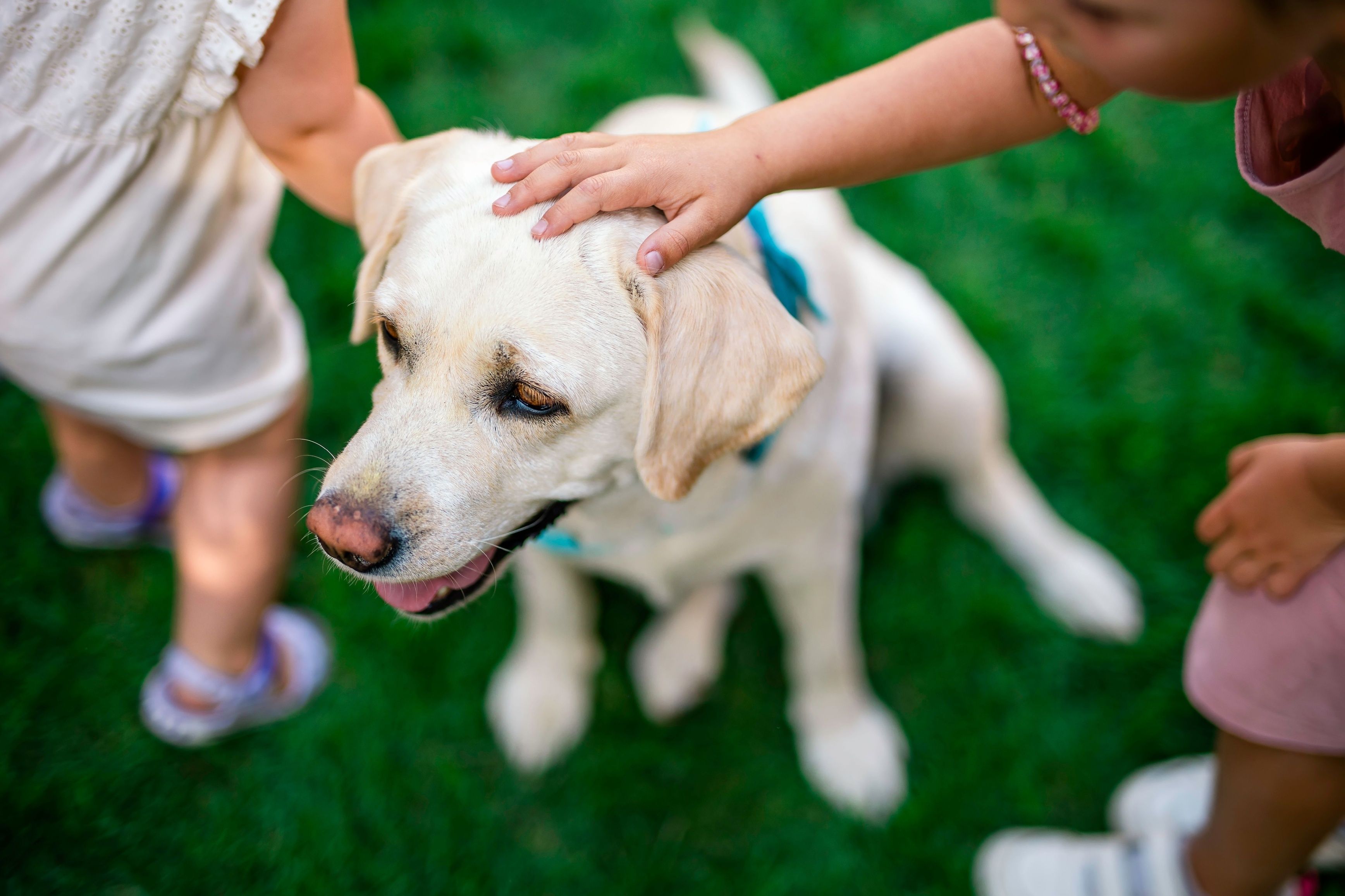 Children pat cute dog