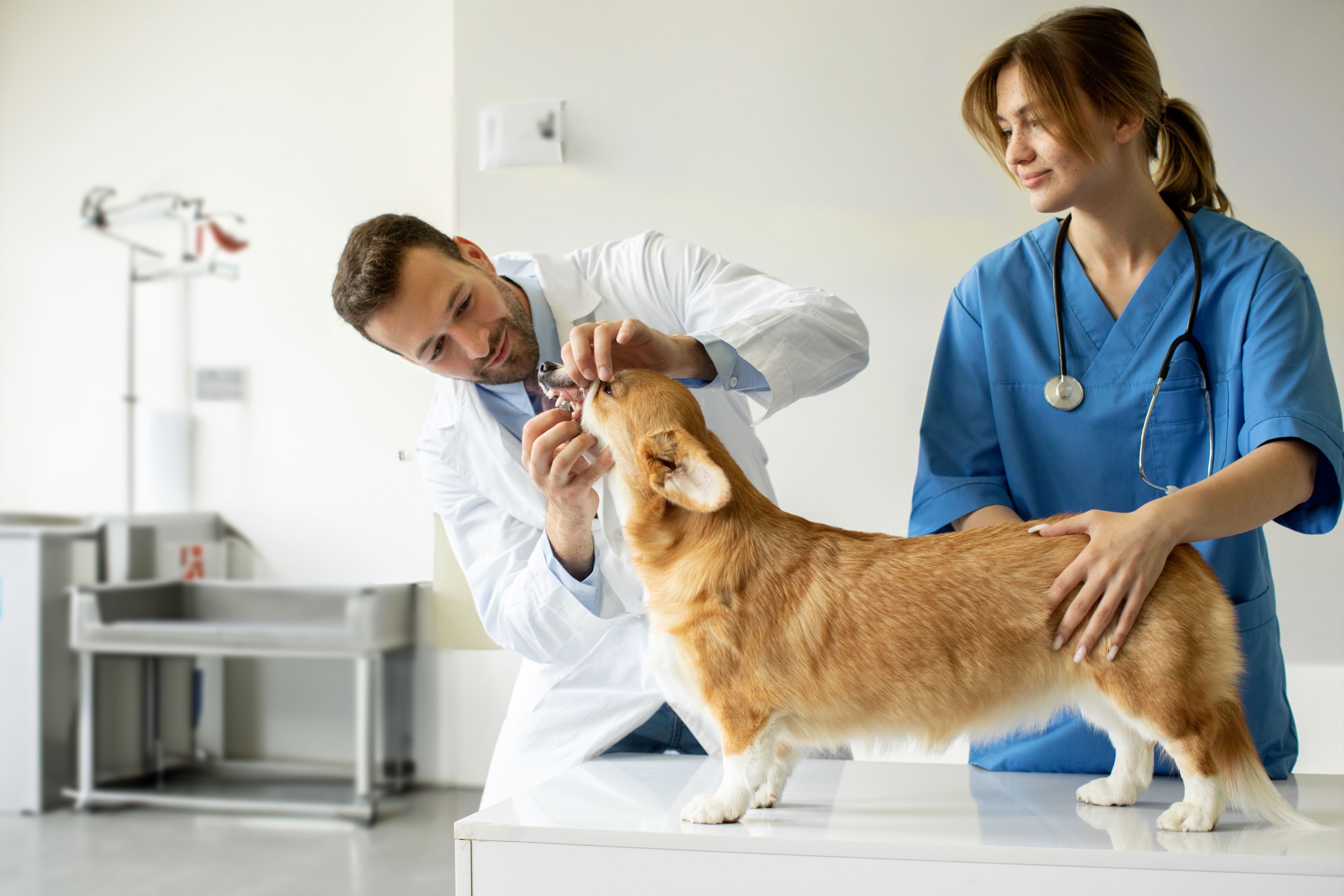 veterinarian in uniform checking the teeth of pretty pembroke welsh corgi dog