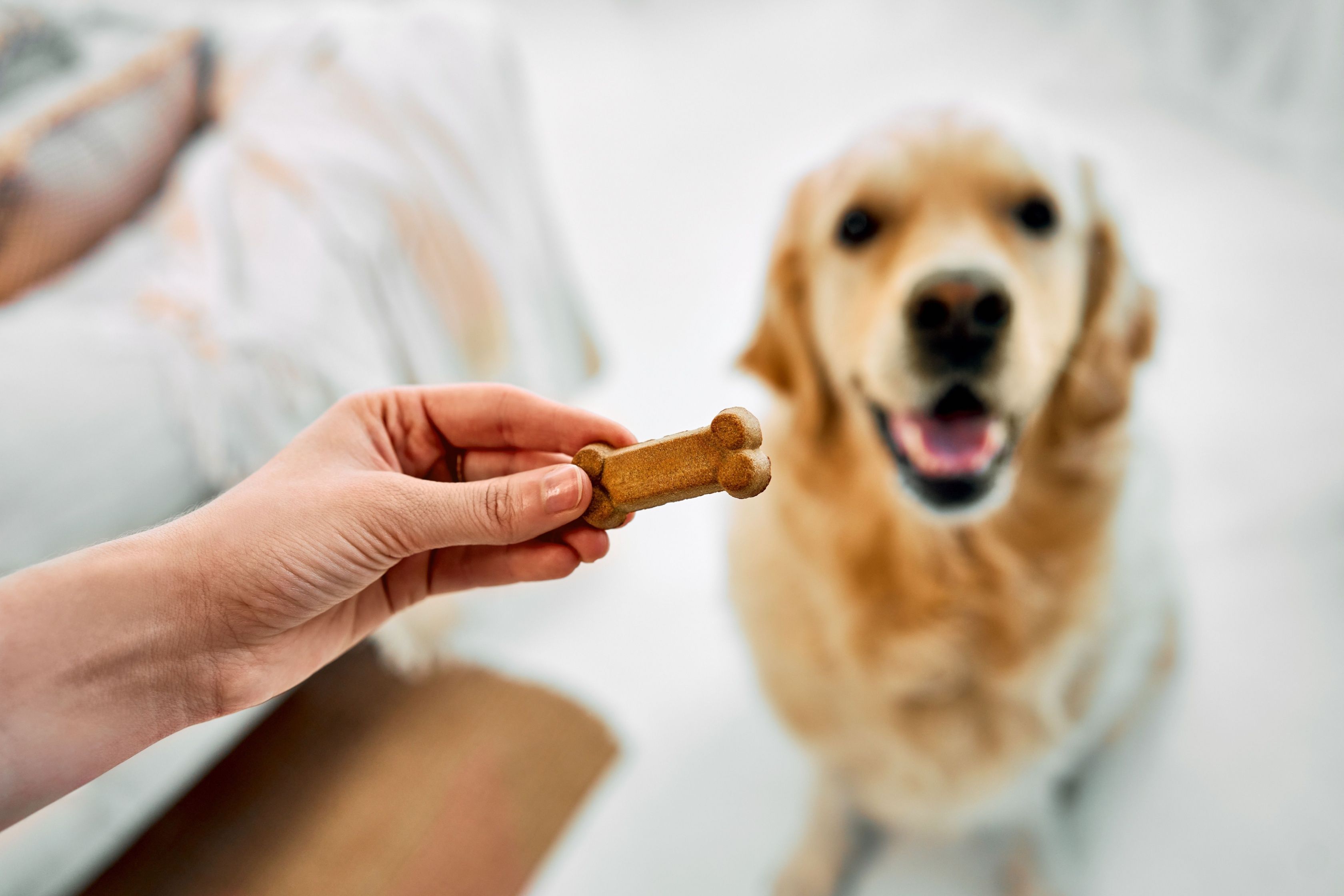 Owner giving dog a treat.