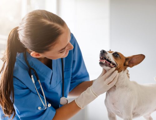 Signs Your Dog Has Dental Trouble and What To Do