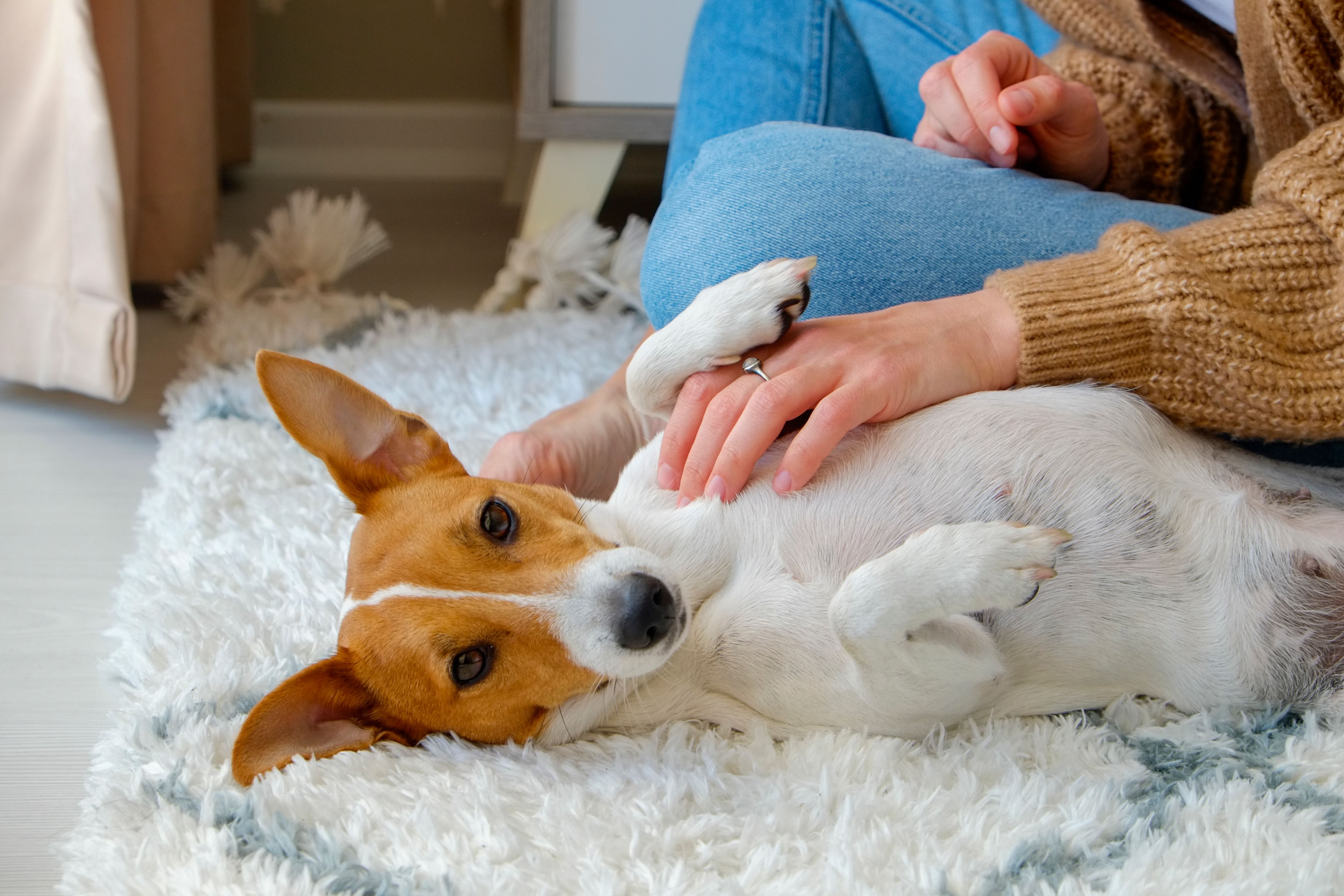 woman playing with her jack russell terrier puppy on the floor.