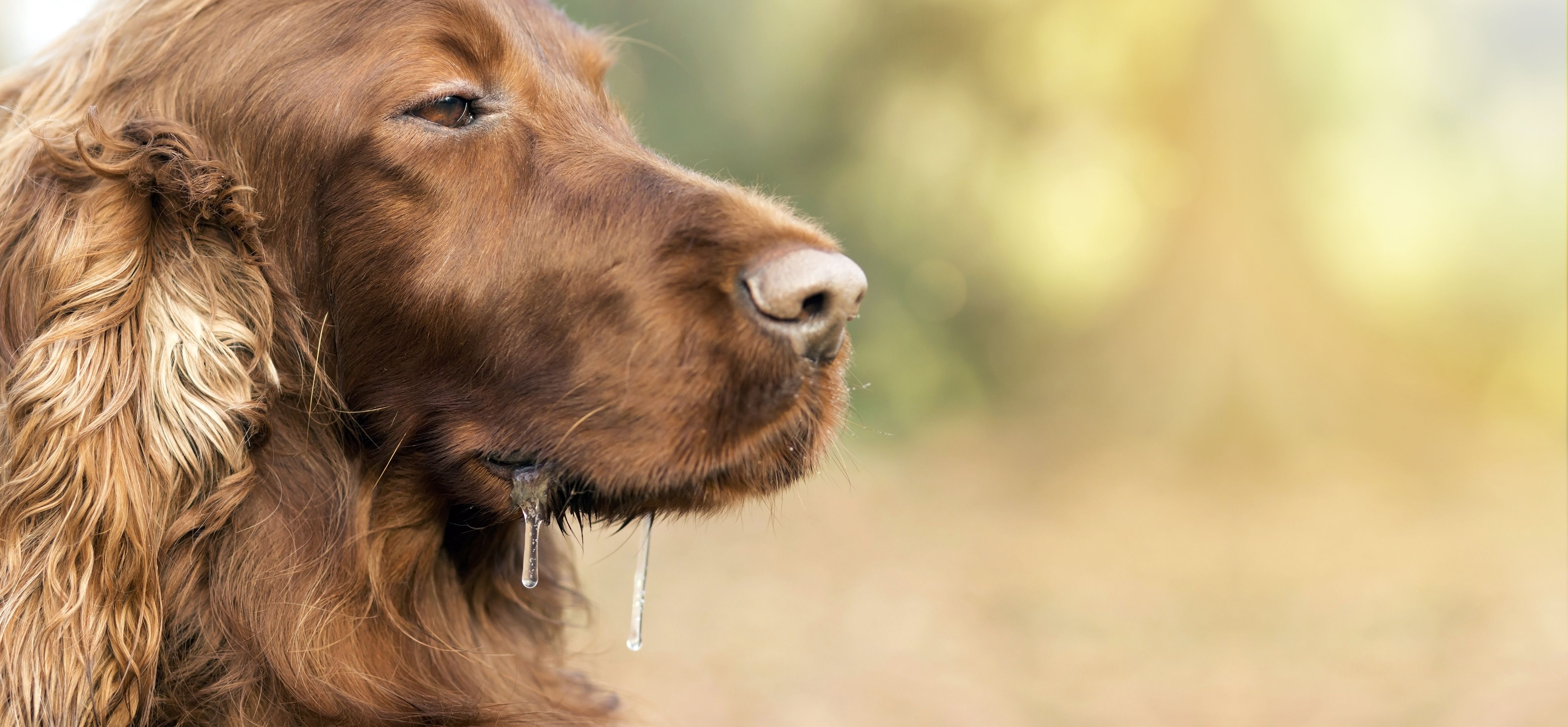 drooling Irish Setter dog