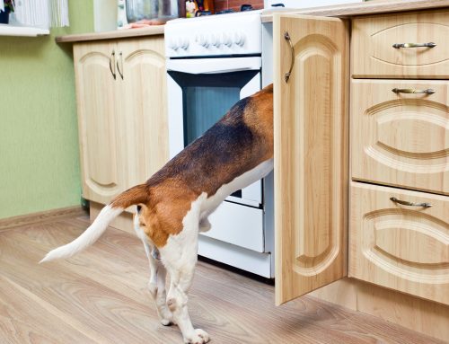 These Household Products Can Poison Your Dog