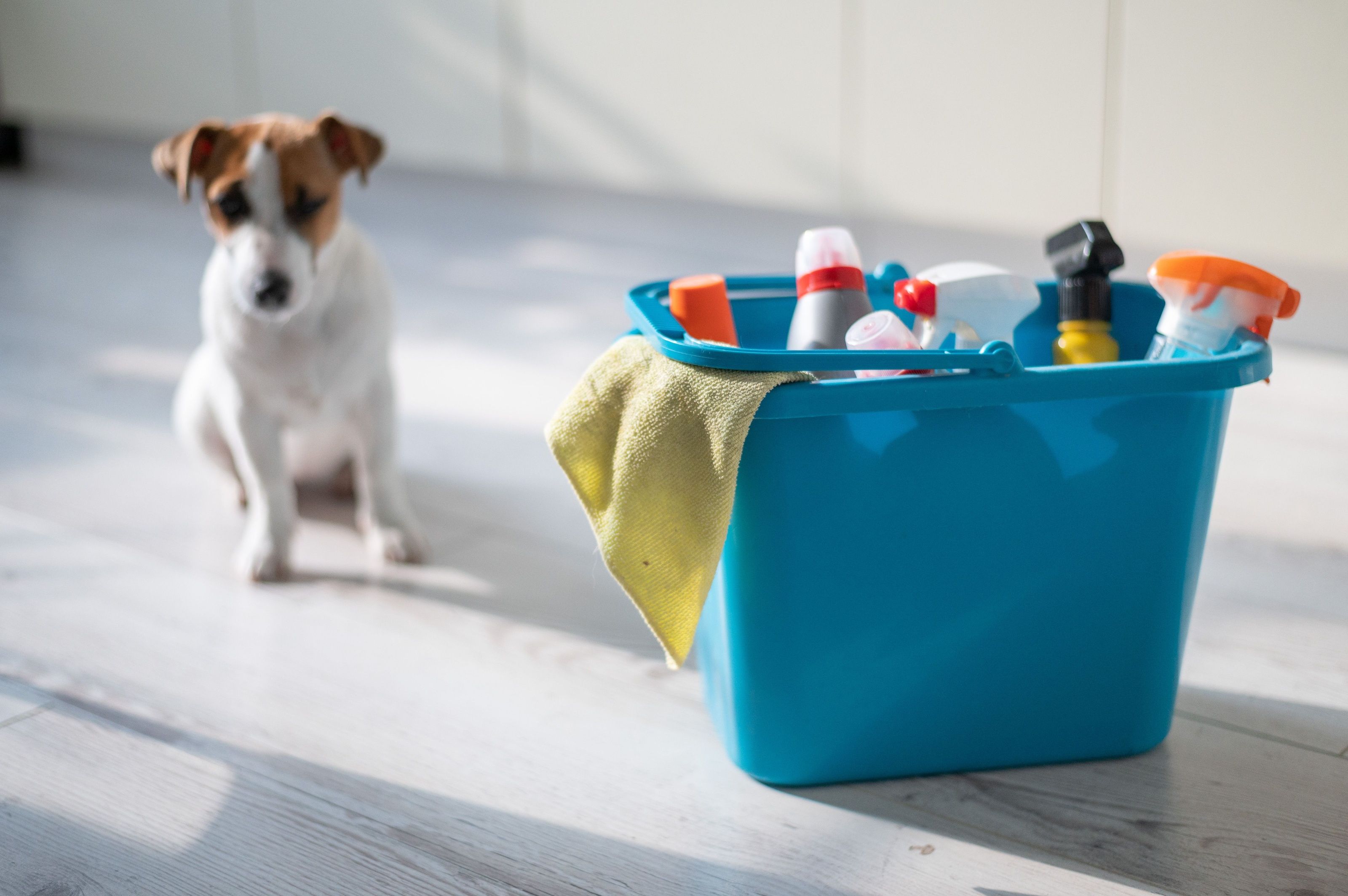 A diligent puppy sits next to a blue plastic bucket of cleaning products in the kitchen