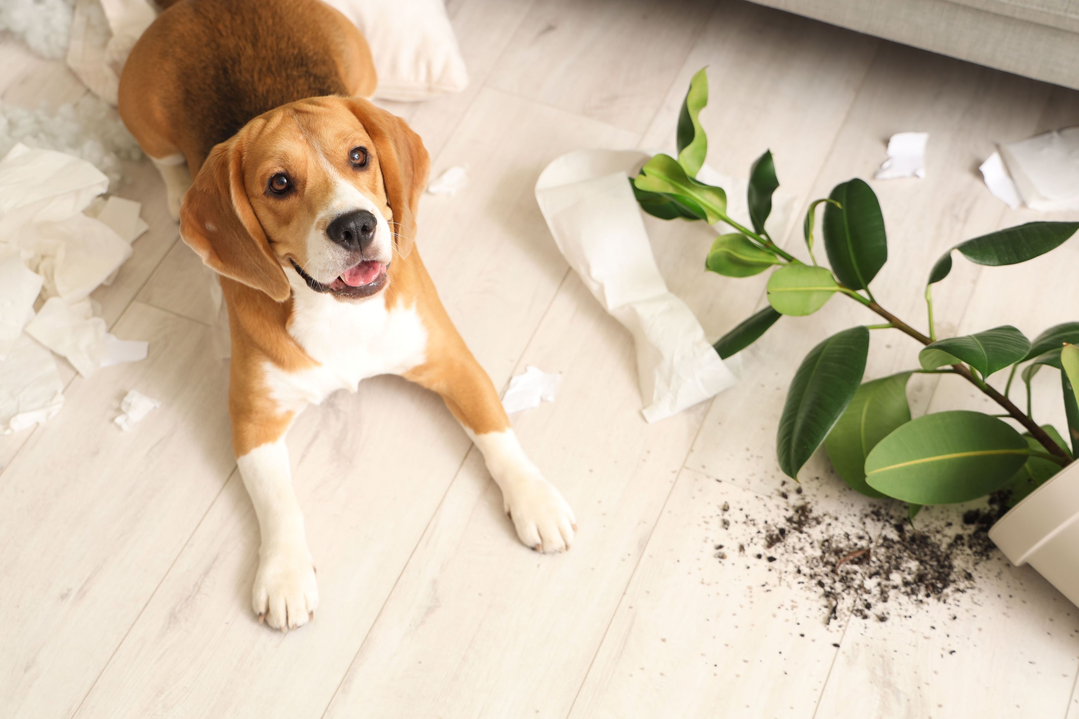 Naughty Beagle dog with torn pillows, toilet paper rolls and overturned houseplant 