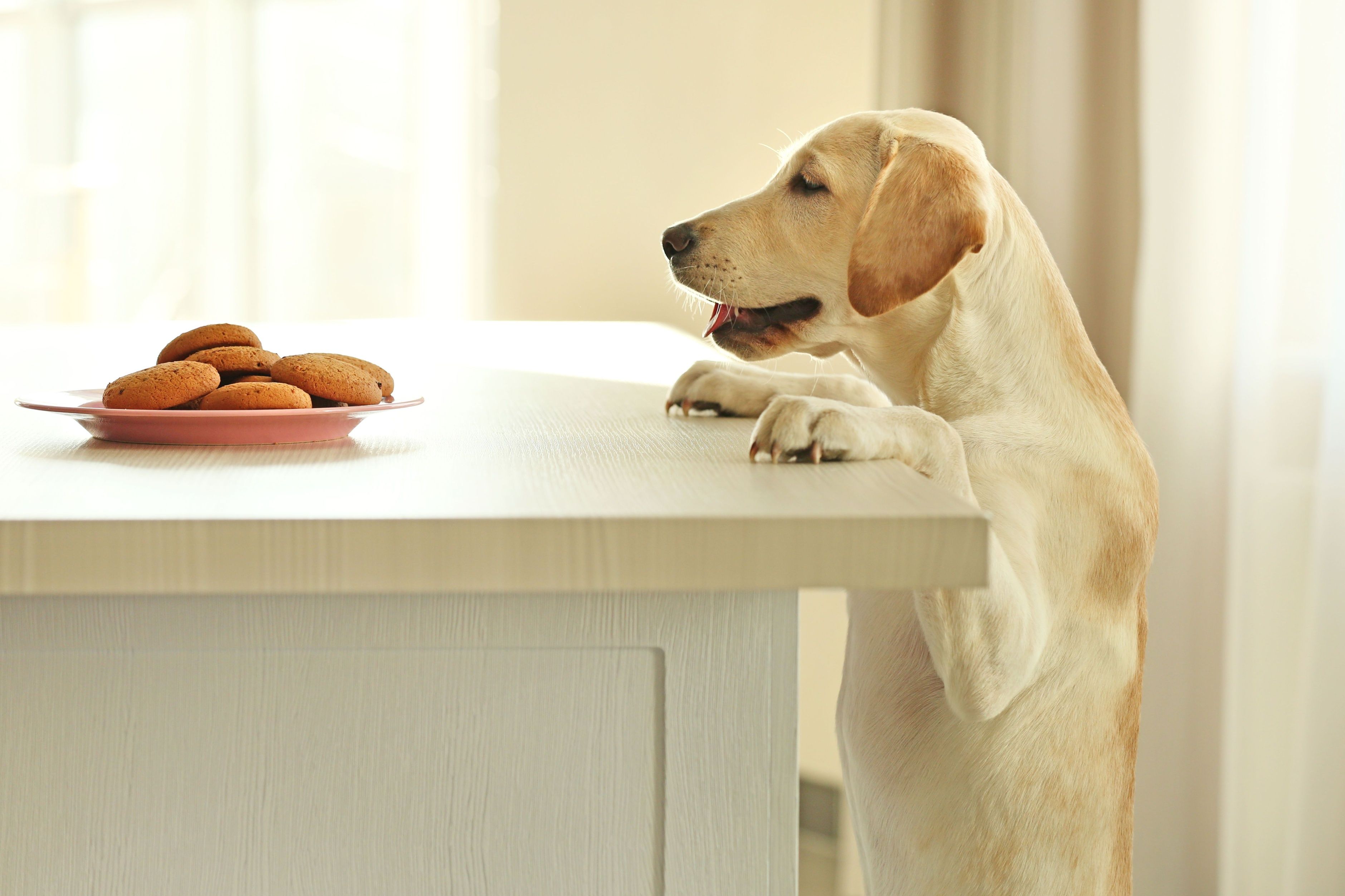 Cute Labrador dog and cookies against wooden table