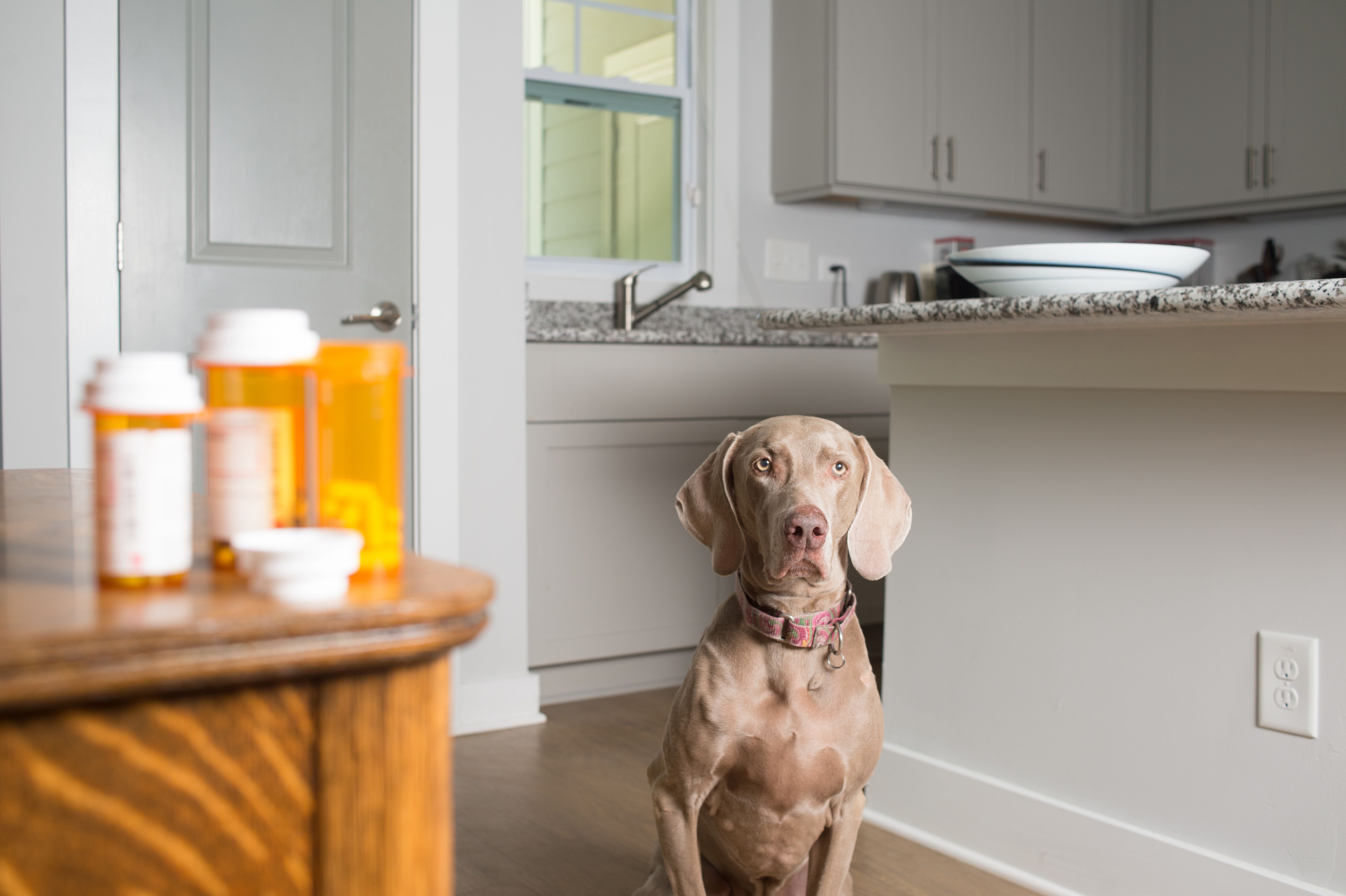 Dog waiting to take prescription medication pills